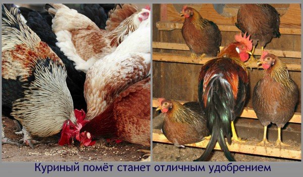 Куриный помёт станет отличным удобрением