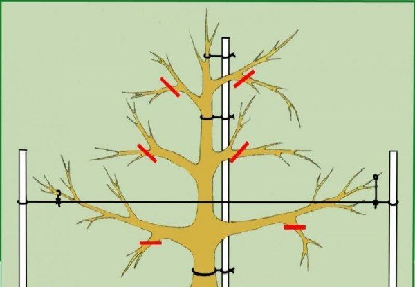 Схема обрезки слабо-рослой яблони