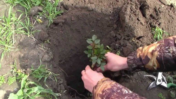 человек сажает розовый куст