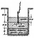 Посадка винограда черенком