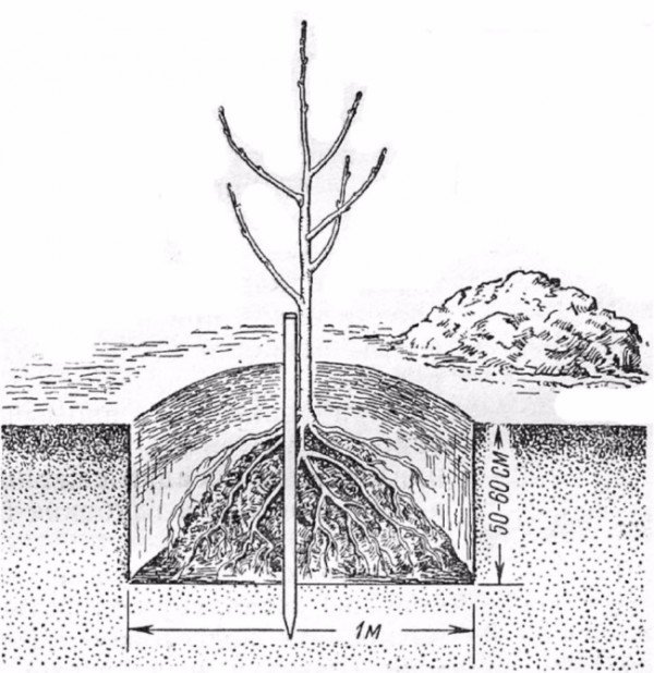 Схема посадки груши