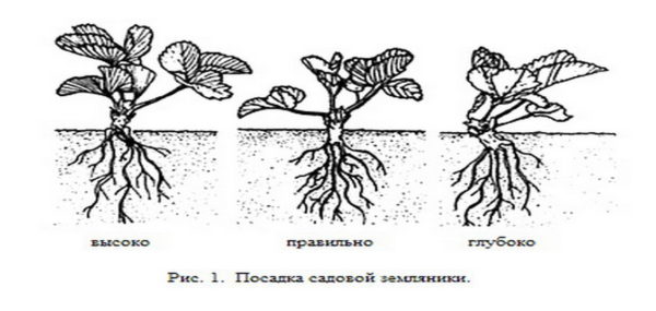 Посадка садовой земляники