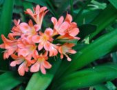 clivia