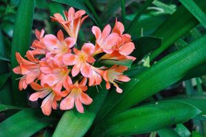 clivia