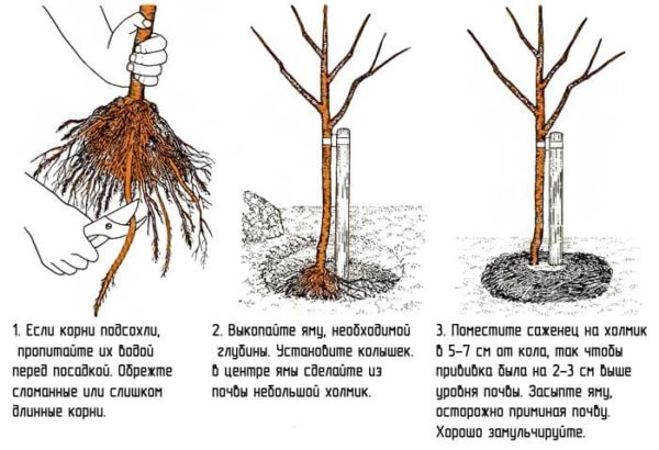 Посадка груши