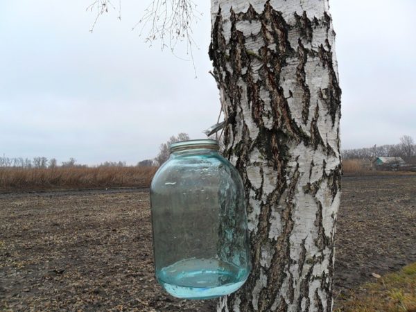 сок березы собирают желобком