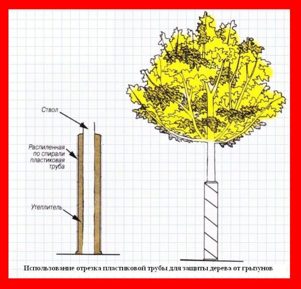 Защита ствола дерева от грызунов