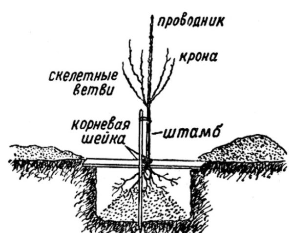 Посадка вишни