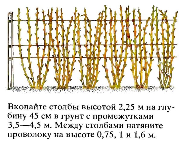 Одиночная шпалера