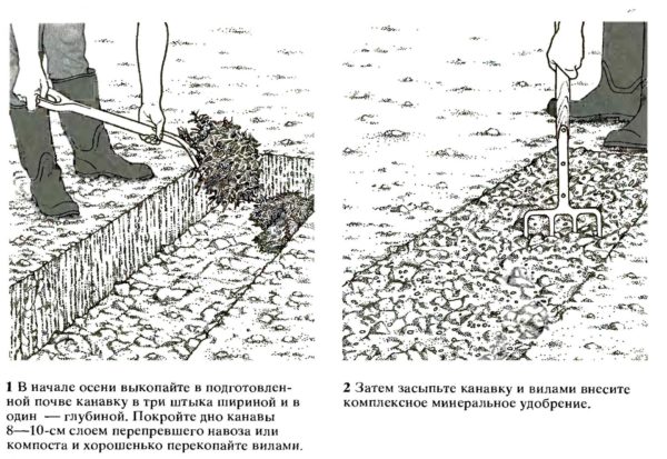 Подготовка почвы для посадки малины