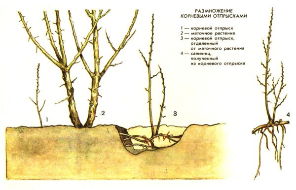 Схема размножения корневым отпрыском