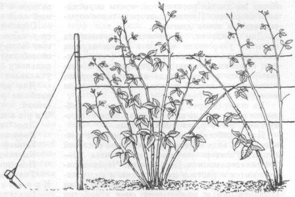 Шпалерный метод подвязки малины