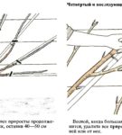 Продолжение формирования веерной черешни