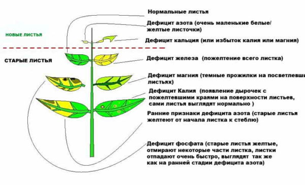 Признаки минерального голодания огурца