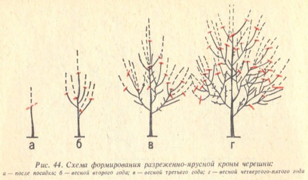 Схема обрезки черешни