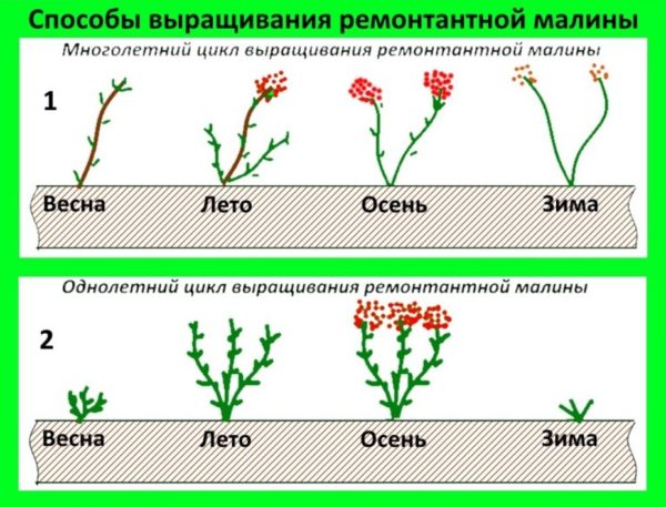 Циклы роста ремонтантной малины