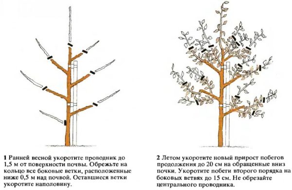 Схема первой обрезки сливы