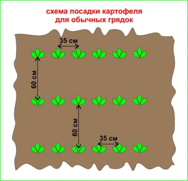 Схема посадки картофеля