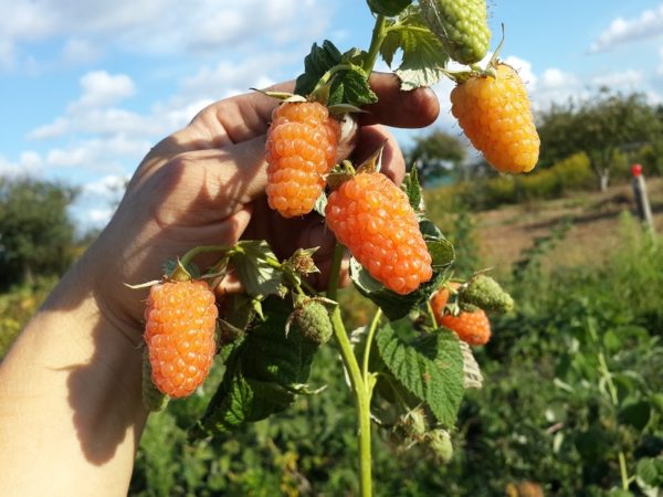 Урожай малины сорта Оранжевое чудо