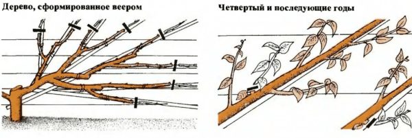 Формирование вишни с веерной кроной