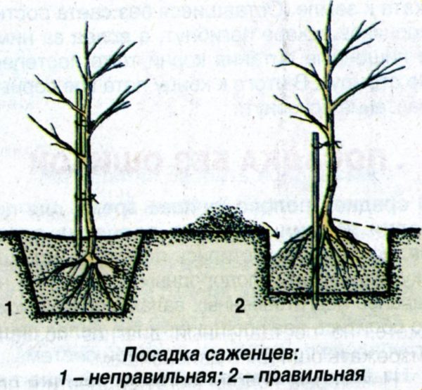 Корни дерева при посадке