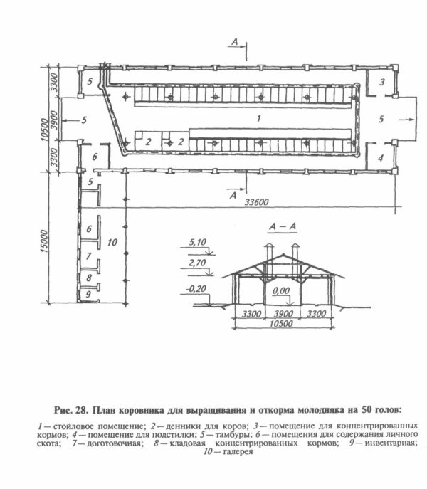 Схема коровника на 50 скотомест