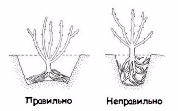 Правильное расположение саженца розы в посадочной яме