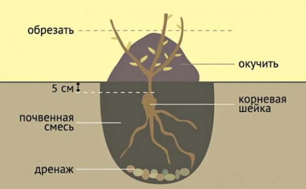 Схема обрезки и посадки саженца розы