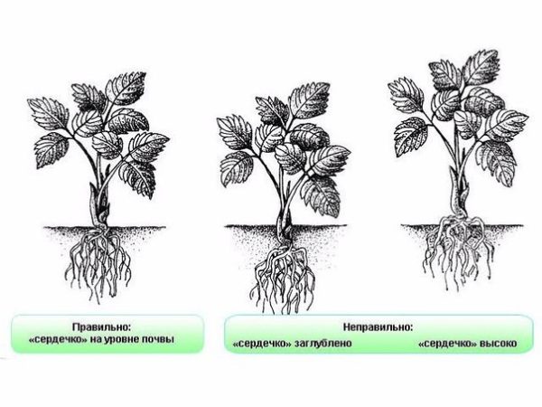 Правило посадки куста садовой земляники