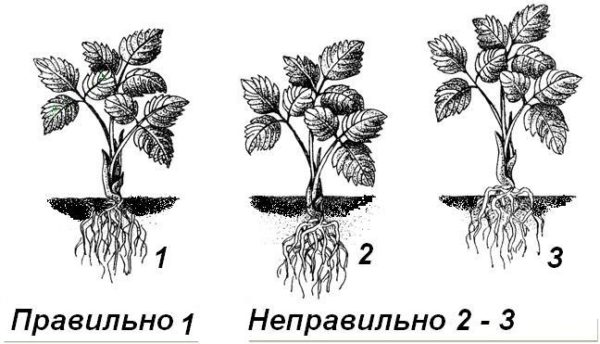 Схема посадки садовой земляники