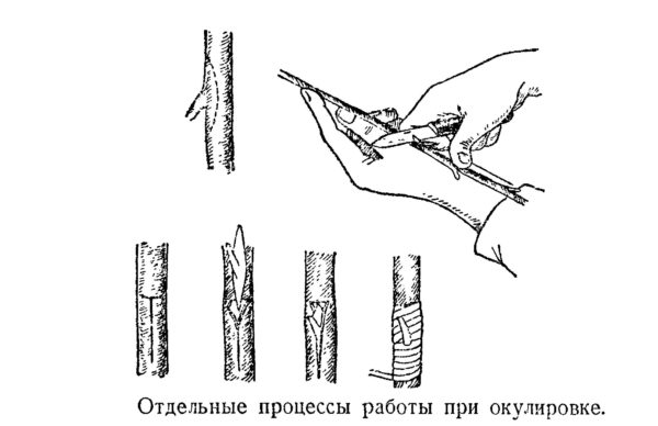 схемы окулировки