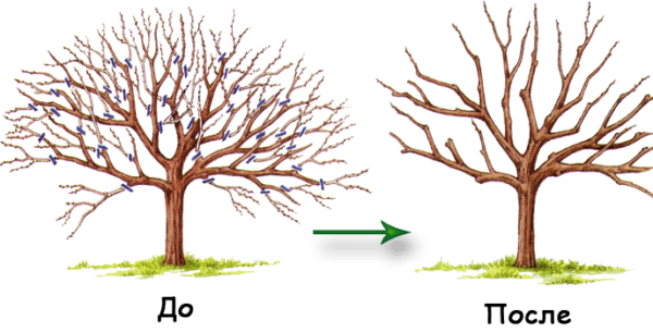 Итоговая обрезка черешни