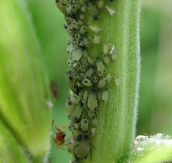 Корневая тля на кукурузе