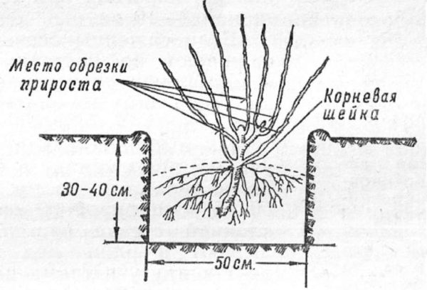 Посадка чёрной смородины