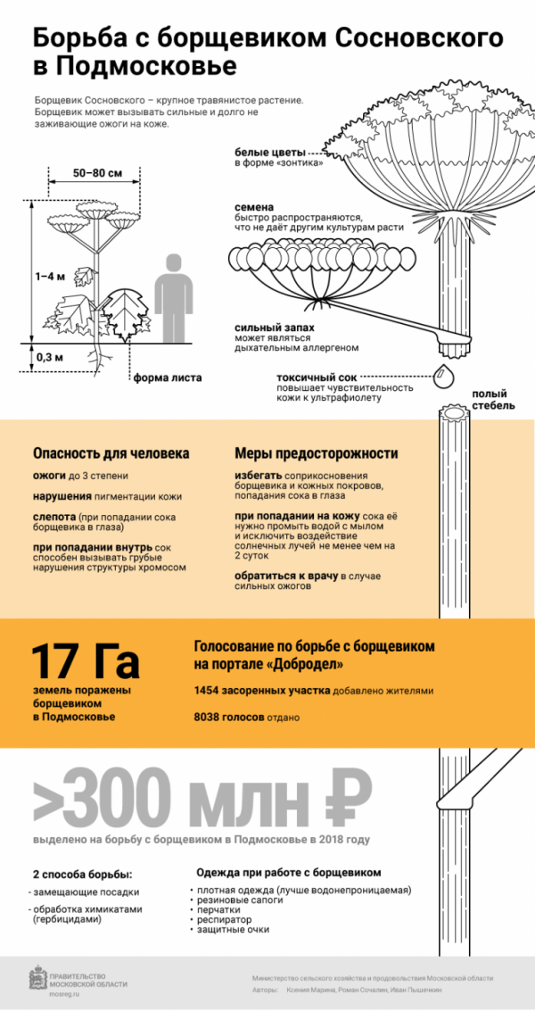 инфографика борьба с борщевиком