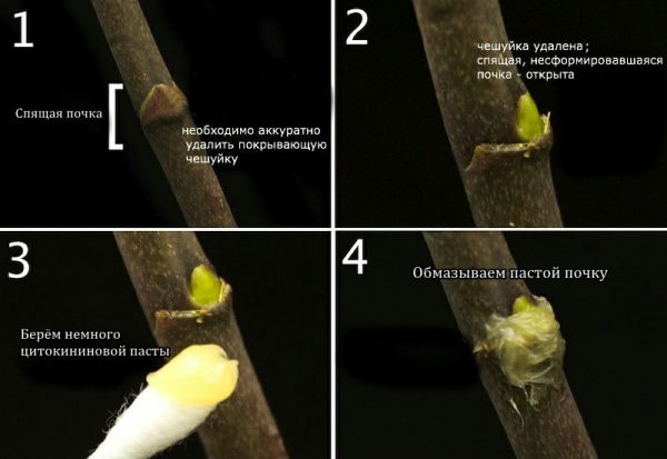 Обработка цветоноса цитокининовой пастой