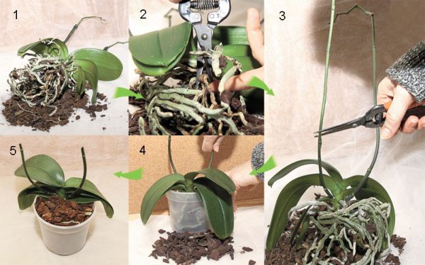 Процесс пересадки фаленопсиса