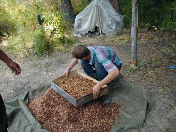 Просеивание кедрового ореха