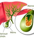 печень и жёлчный пузырь