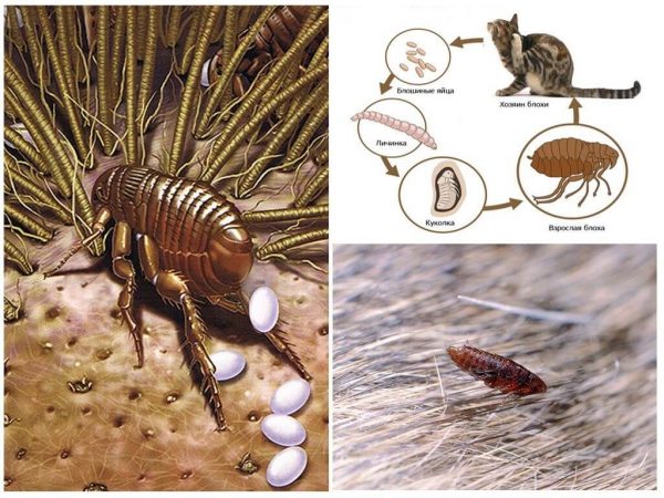 Цикл жизни блохи