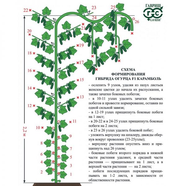 Формирование огурца-гибрида