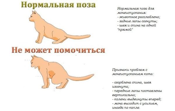 Поза кошки при затруднениях в мочеиспускании