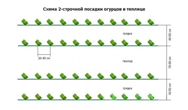 Схема посадки огурцов в теплице