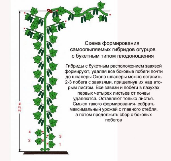 Схема формировки огурцов