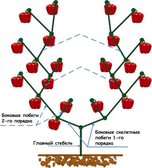 Схема куста перца