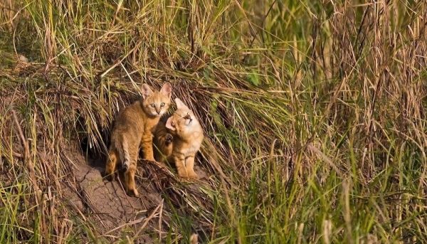 Выводок камышовых котят возле норы