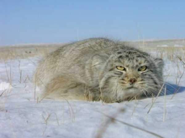 Манул в степи