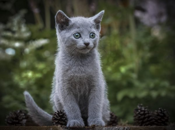 Котёнок русской голубой на природе