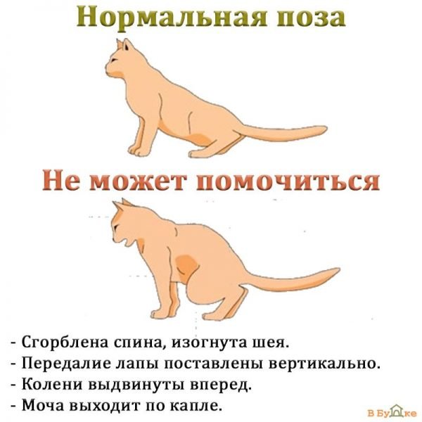 Симптомы МКБ у кошек