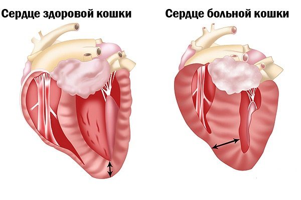 Сердце здоровой и больной кошки